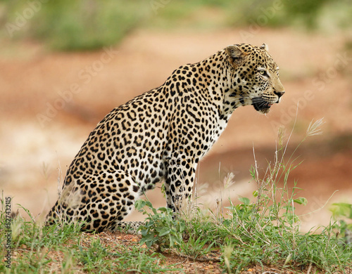 Fototapeta Leopard On Field