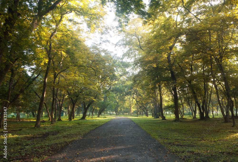 The road among the tunnels of yellow trees before autumn in the morning looks shady, cool, refreshing, relaxing and peaceful. The road among the tunnels of yellow trees before autumn in the morning looks shady, cool, refreshing, relaxing and peaceful.