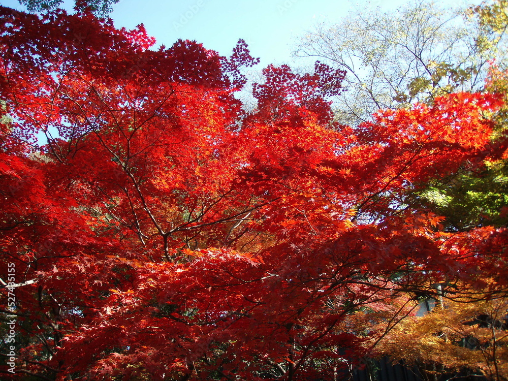 red autumn leaves