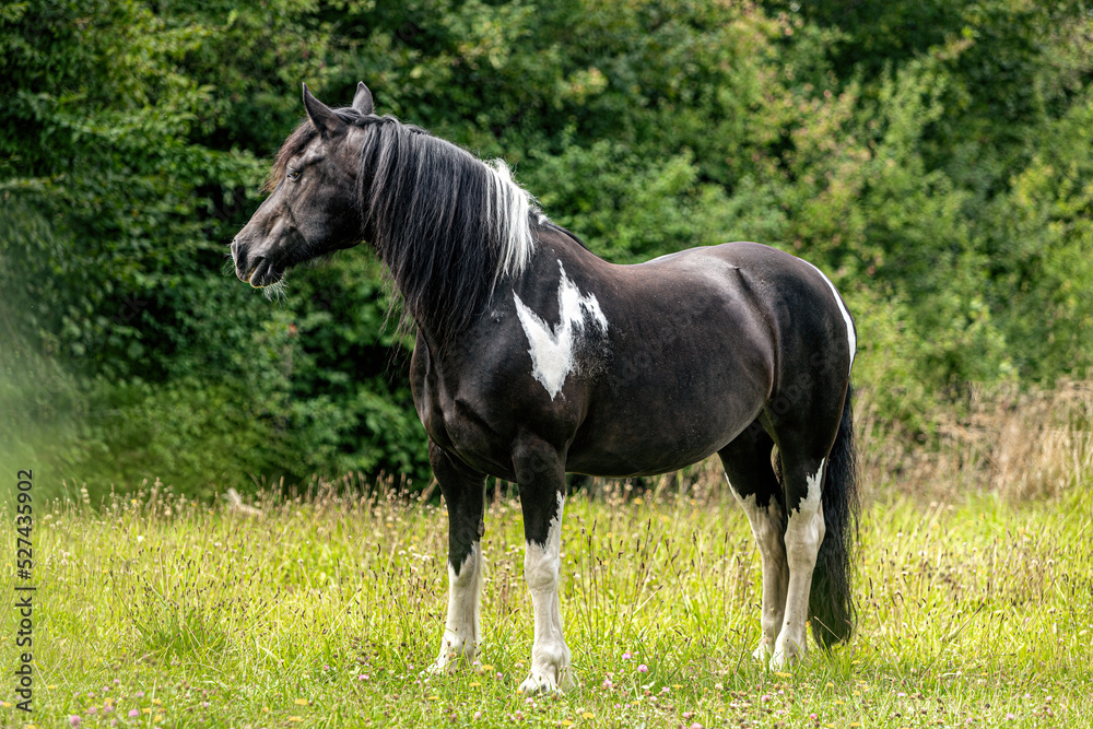 Portrait of a beautiful barockpinto horse mare in summer outdoors Portrait of a beautiful barockpinto horse mare in summer outdoors
