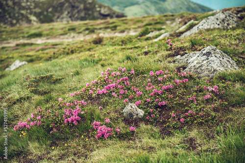 Rhododendron flowers in nature