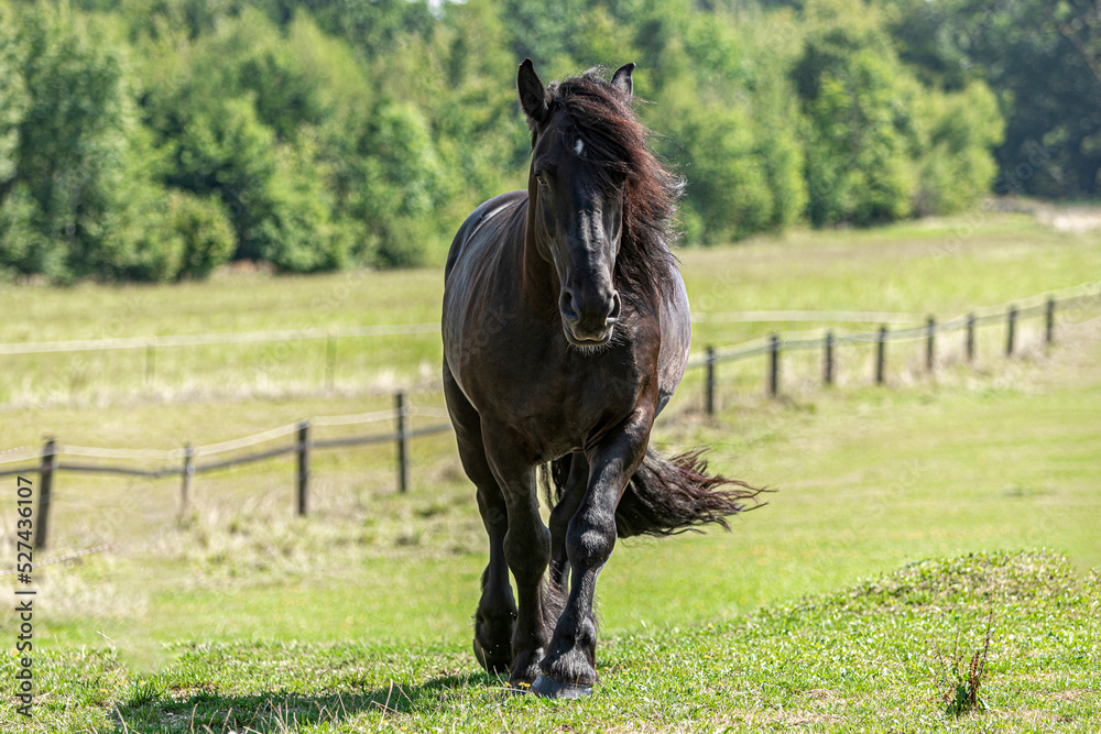 Portrait of a beautiful black percheron coldblood horse gelding on a pasture in summer outdoors - obrazy, fototapety, plakaty 