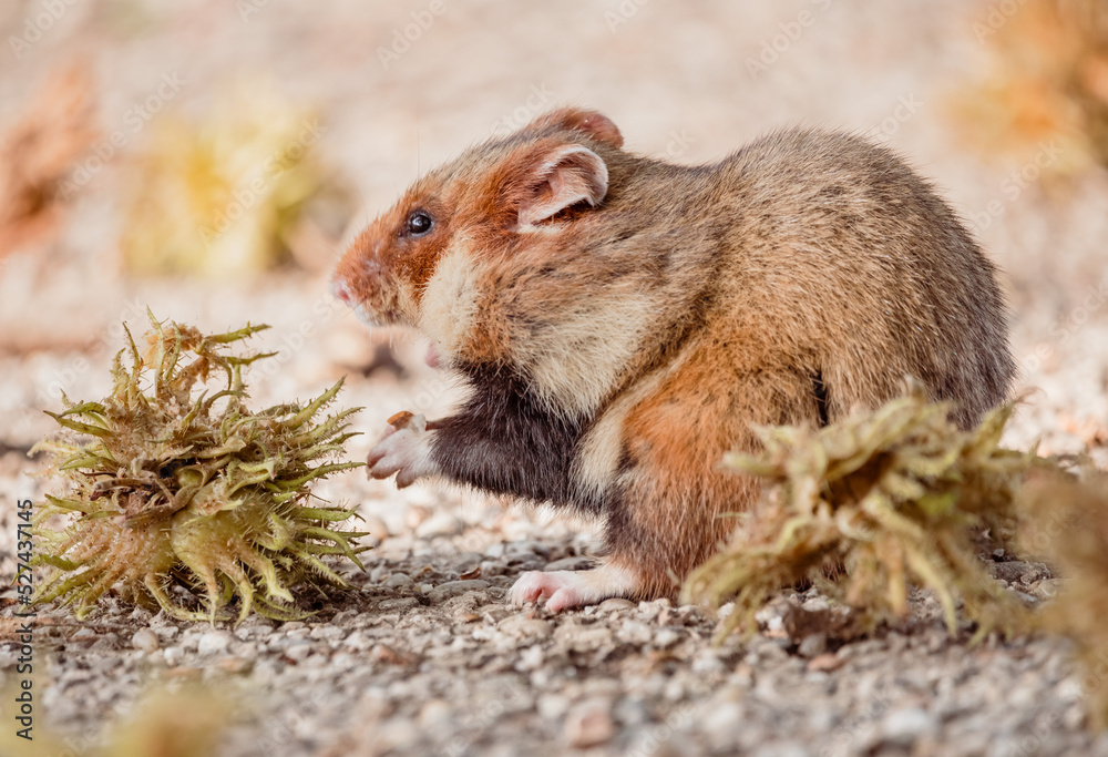 european field hamster european field hamster