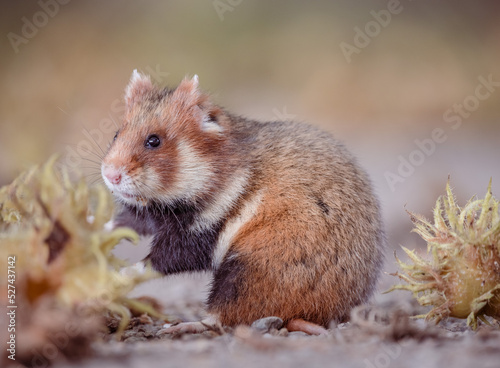 european field hamster 