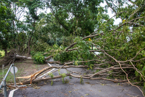 The tree was destroyed by the storm's intensity