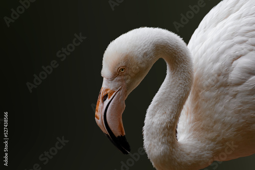 Obraz na plátne Flamingo Bird