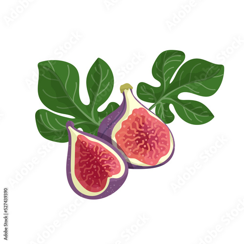 Ripe fig, half fruit with green fig tree leaves.Isolated vector graphic.