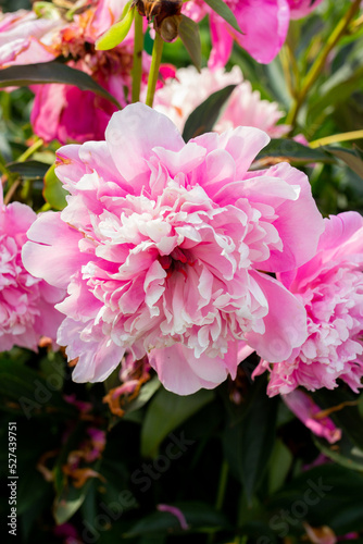 Pink peonies bouquet in the garden