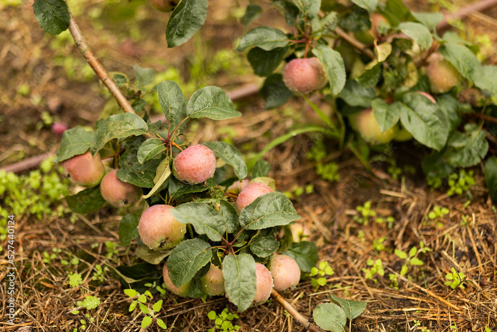 Apple tree is strewn with a bountiful harvest of purple red apples. Branches with nutritious fruits bent to the ground. Fall apple picking, rich in fiber and antioxidants,harvesting. Natural vitamins. Apple tree is strewn with a bountiful harvest of purple red apples. Branches with nutritious fruits bent to the ground. Fall apple picking, rich in fiber and antioxidants,harvesting. Natural vitamins.