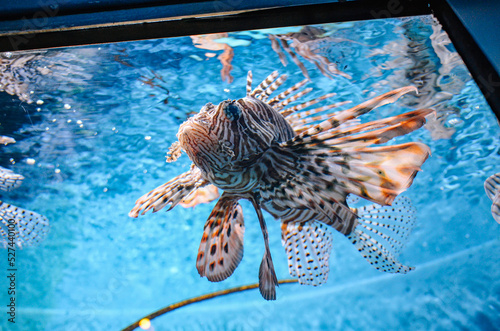 Fotografiet Close-up Of Fish Swimming In Sea