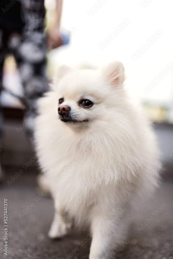 A white Japanese Spitz dog standing among in grass field,loyal, playful and smart