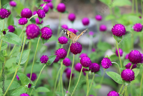 Aglais urticae is a butterfly on the violet Gomphrena flower