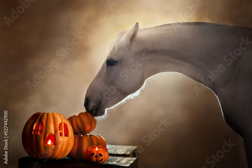 Horse portrait  with helloween pumpkin