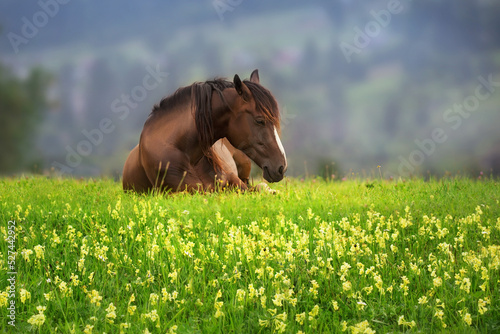 Cuadro en lienzo Bay horse sleep in flowers