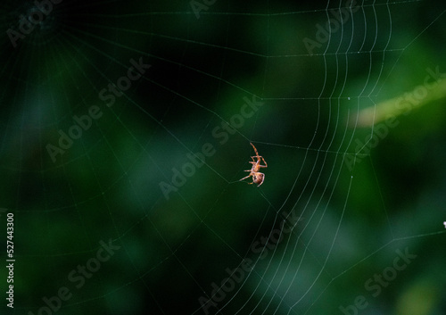 Australian Garden Orb Weaver Spider (Argiope catenulata)