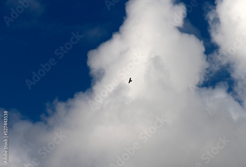 Bird flying in the sky