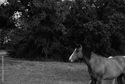 Bay horse in black and white on rural Texas ranch. © ccestep8