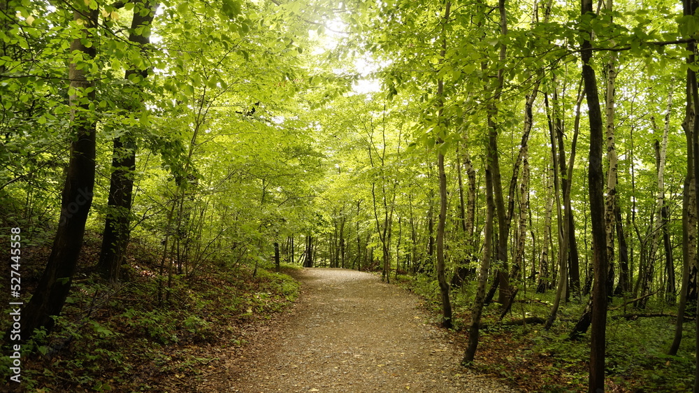 Obraz premium Zauberweg