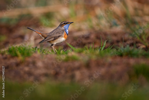 The bluethroat - Luscinia svecica - is a small passerine bird photo