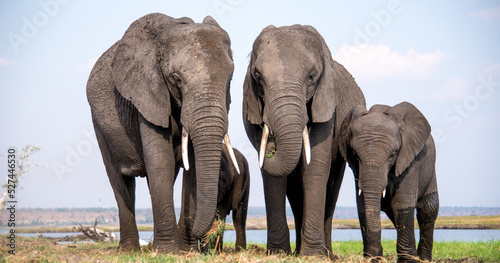 Slika na platnu The African Bush Elephant