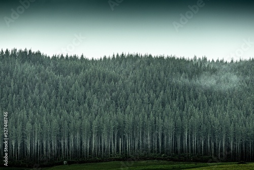 Fototapeta Naklejka Na Ścianę i Meble -  View of the pine tree forest in Auckland, New Zealand
