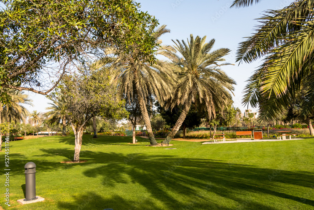 City park with exotic palm trees, botanical garden in Abu Dhabi. UAE.