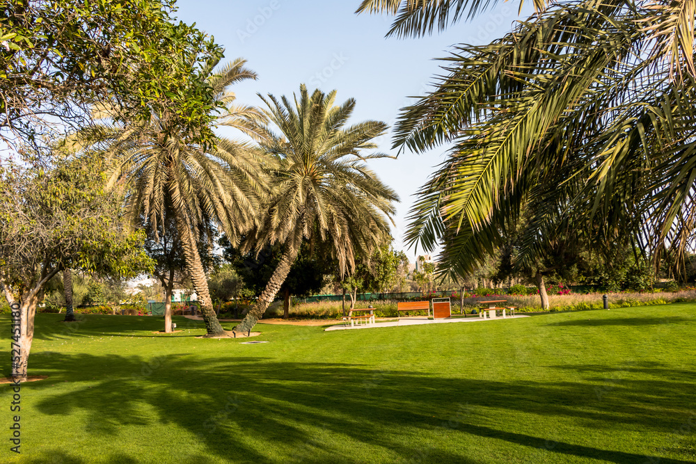 City park with exotic palm trees, botanical garden in Abu Dhabi. City park with exotic palm trees, botanical garden in Abu Dhabi.