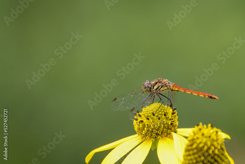 オオハンゴンソウにとまる蜻蛉 © cat_smile