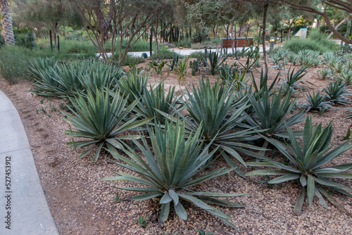 City park with exotic palm trees, botanical garden in Abu Dhabi. UAE.