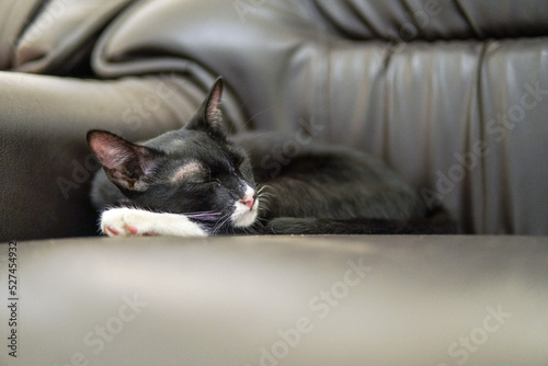 Fotobehang Kitten Sleeping On The Sofa