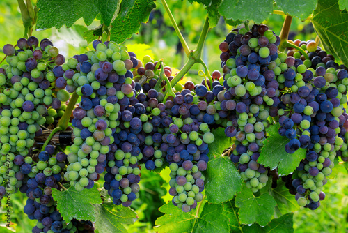 Veraison Syrah Shiraz Grape Vineyard photo