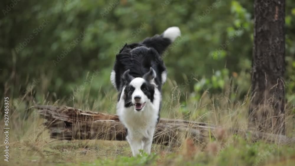 Amazing Cute border collie jump over log on grass in a beautiful forest to camera in slow motion Amazing Cute border collie jump over log on grass in a beautiful forest to camera in slow motion