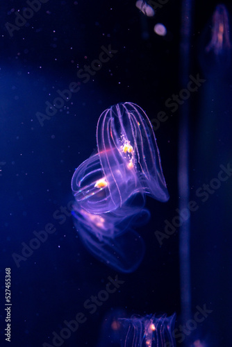 Fototapeta Close-up Of Jellyfish Swimming In Sea
