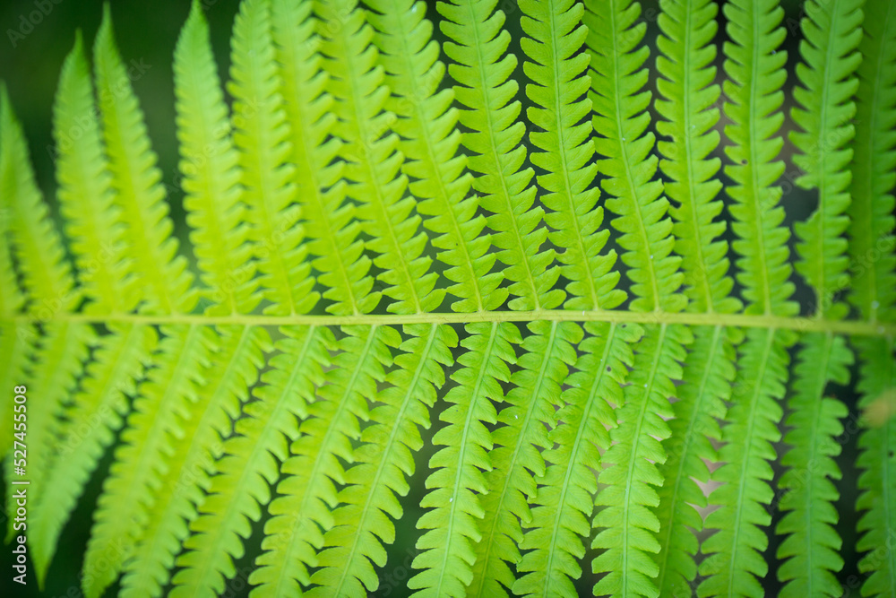 Tree fern leaf detail on dark background, single leaf Tree fern leaf detail on dark background, single leaf