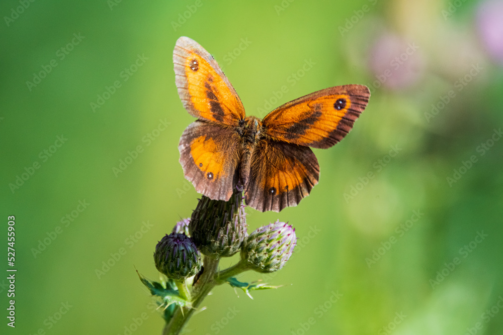 Fototapeta premium butterfly on flower