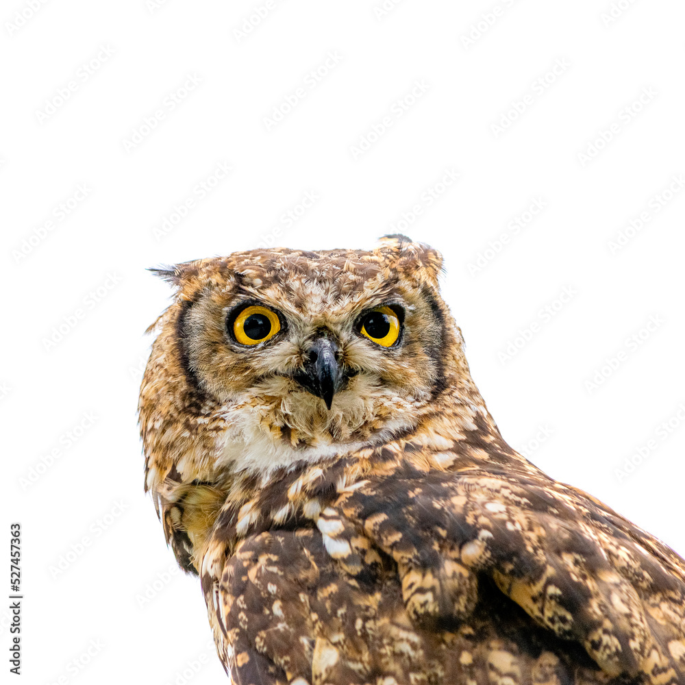 Naklejka premium great horned owl