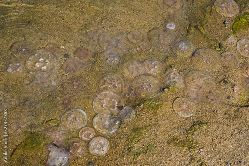 Fototapeta Naklejka Na Ścianę i Meble -  Lots of jellyfish washed up on a beach of Baltic Sea. Moon jellyfish abundance.