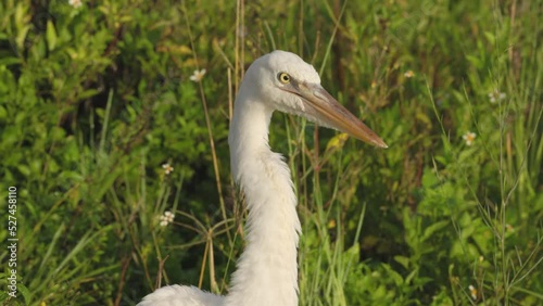 a slow motion close up of the head of a great egret at the everglades national park in florida, usa