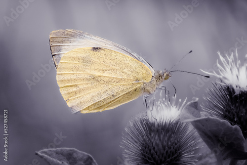 butterfly on a flower