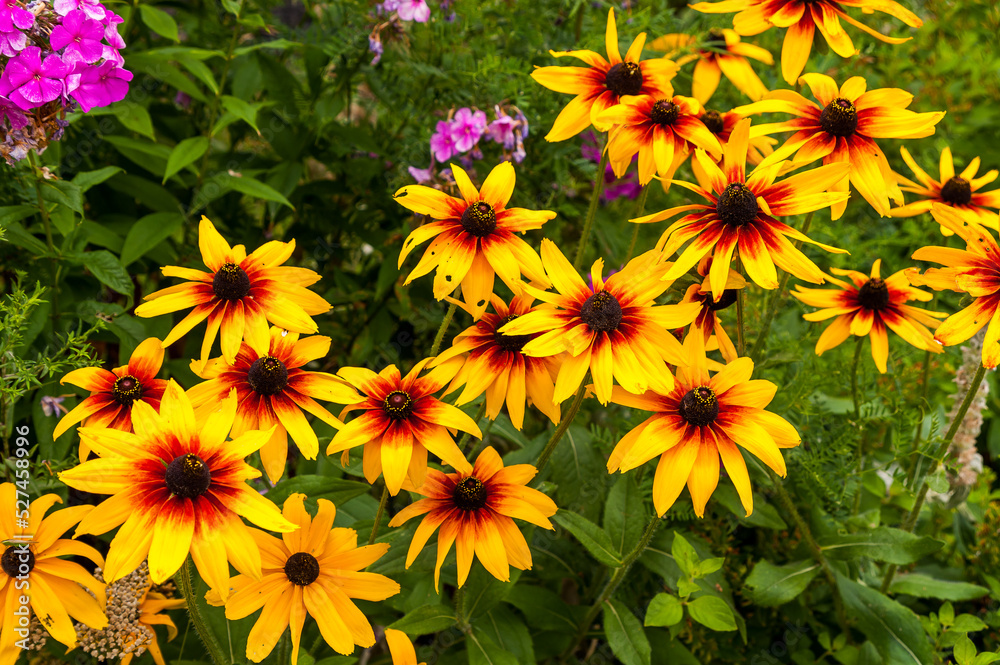 Rudbeckia Flower is a genus of annual, biennial and perennial herbaceous plants of the Asteraceae family