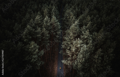 Las w stylu Dark © Jakub