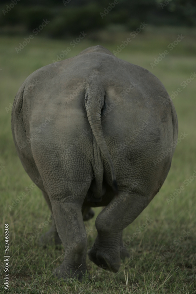 Rhino standing in a safari field Rhino standing in a safari field