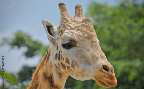 Canvas Print Giraffe
