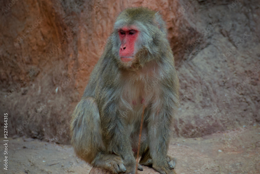 macaque