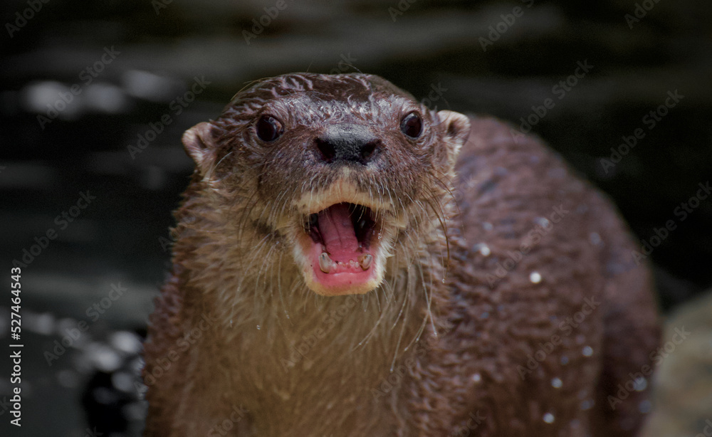 Obraz premium otter on the rock