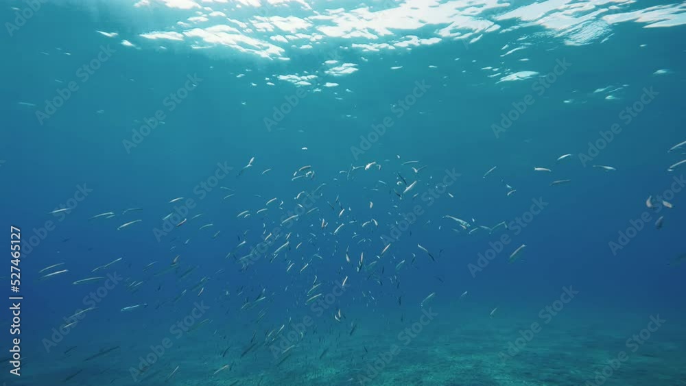 Shoal of fish in the Mediterranean sea underwater. Shoal of fish in the Mediterranean sea underwater.