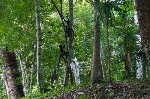 Sticker spider monkeys in tree