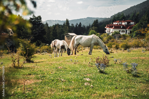 Horses adult  and baby eating grass on a meadow between beautiful mountains and trees in autumn