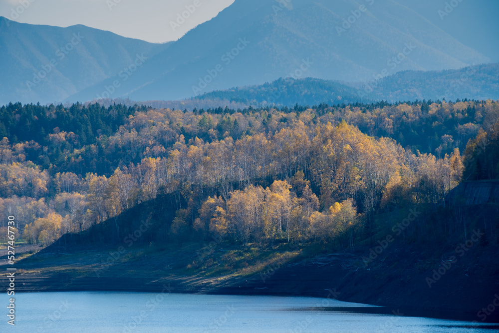 Obraz premium 湖畔の黄葉のシラカバ林