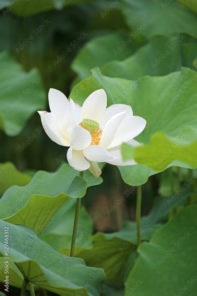 蓮の花